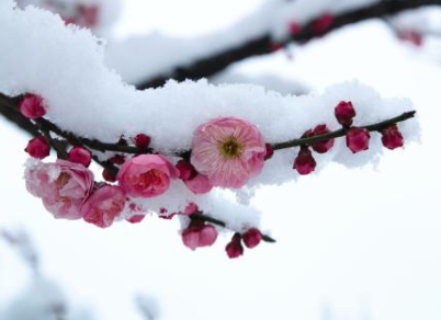 【普乐斯等离子清洗机】小寒时节赏梅习俗